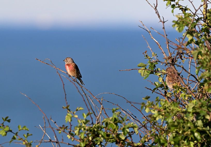 Kneebill looks out over Atlantic Ocean by Petra De Jonge