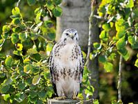 Lichte Buizerd