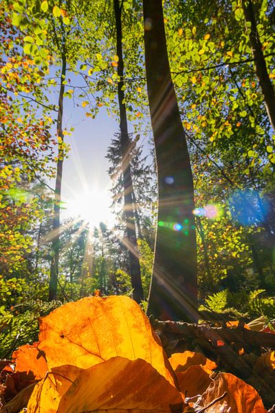 Romantische Abendsonne im Zauberwald von Your Happy Life
