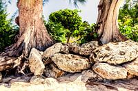 Stone formation at Seven Miles Beach in the Grand Cayman