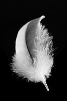 Plume d'oiseau en noir et blanc