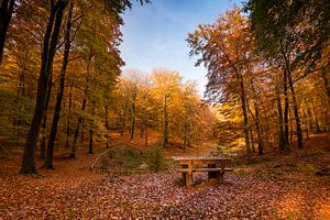 Bankje in herfst bos