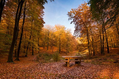 Bankje in herfst bos by Fotografie Egmond