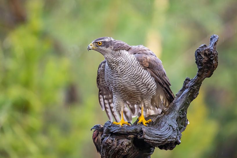 Hawk, bird of prey by Gert Hilbink