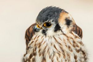 Falcon eyes