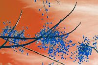 Blue berries in a hot sky