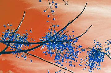 Blue berries in a hot sky van Edith van Aken