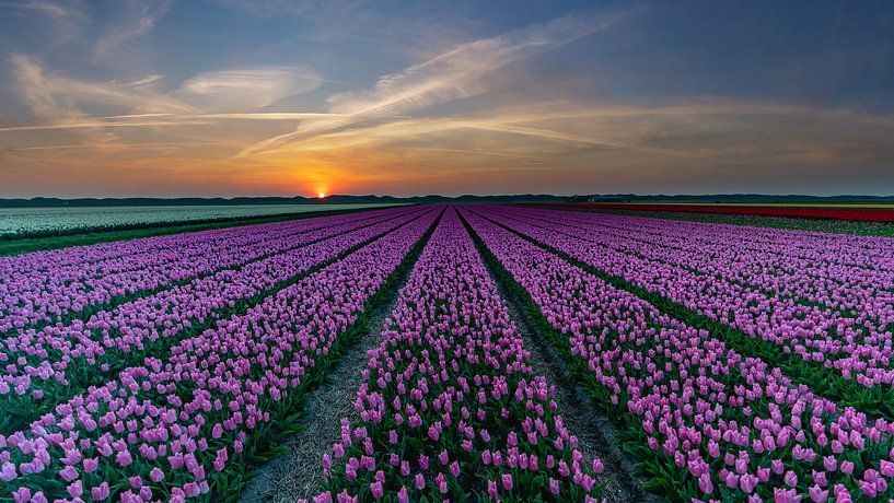 Tulipes sur Texel par Texel360Fotografie Richard Heerschap