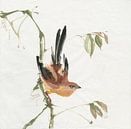 Berg Bush Warbler, Chris Paschke von Wild Apple Miniaturansicht