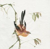 Mountain Bush Warbler, Chris Paschke
