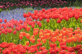 Rush hour by Lisa Pieters
