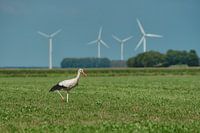 ooievaar in Flevoland