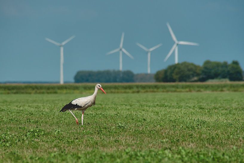 ooievaar in Flevoland van Robinotof