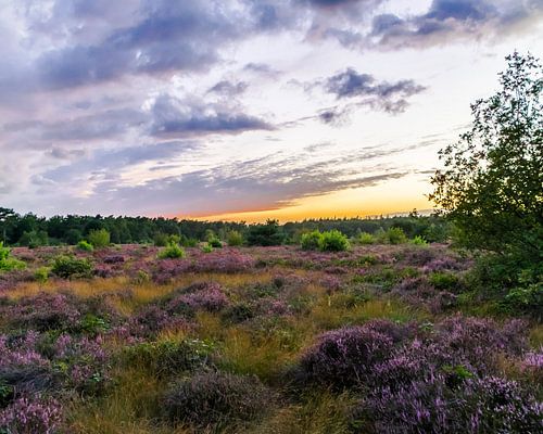 Ondergaande zon op de hei