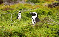 Pinguine in Südafrika