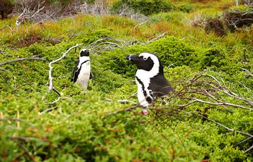 Pinguine in Südafrika van Patrick Hundt