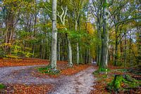 Herbststimmung im Amerong-Wald