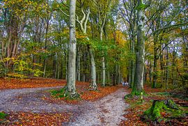 Herbststimmung im Amerong-Wald von Jan de Jong