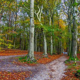 Herfstsfeer in het Amerongse Bos van Jan de Jong