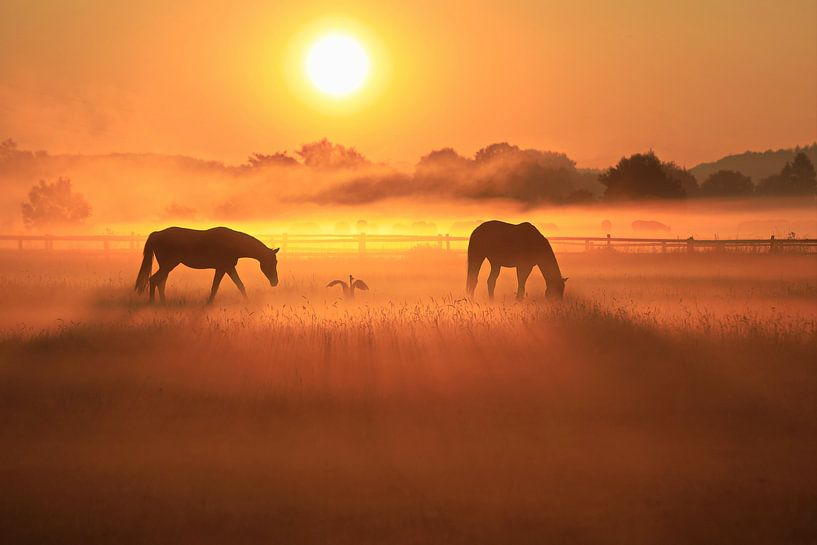 2 paarden en 1 blauwe reiger van Bernhard Kaiser