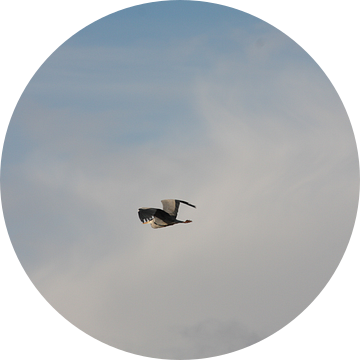 Stork in the sky van Novaii Emery