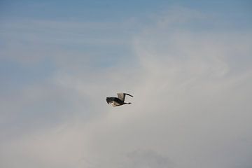 Stork in the sky van Novaii Emery