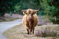 Schotse Hooglander die naar je toe komt lopen
