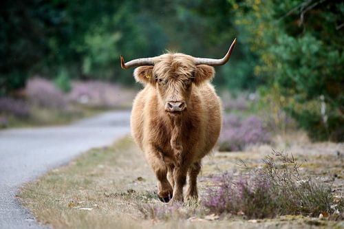 Schotse Hooglander die naar je toe komt lopen