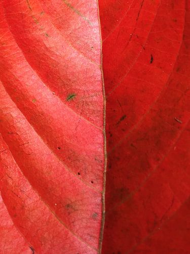 Structure leaf red fall zoom shape nature