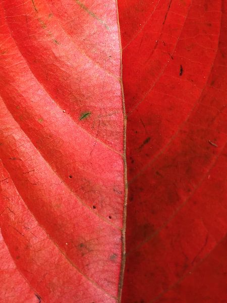 Texturiertes Blatt rot Natur Herbst  von Samantha Enoob