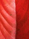 Texturiertes Blatt rot Natur Herbst  von Samantha Enoob Miniaturansicht