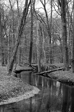 A stream through the forest in black and white