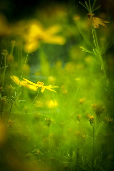 Gele bloemen von Marianne Hijlkema-van Vianen