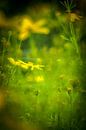 Gele bloemen von Marianne Hijlkema-van Vianen Miniaturansicht