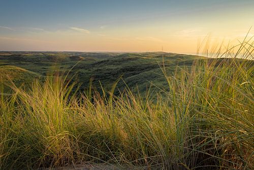 Les dunes de marramots ondulantes Castricum-Egmond