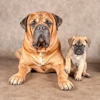 Bull Mastiff met puppy