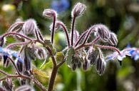 Echium vulgare ou serpentaire par W J Kok Aperçu