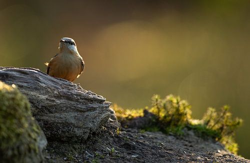 Boomklever in ochtend licht