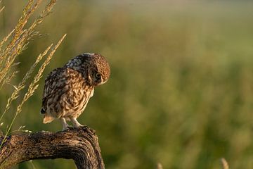 Hunting Little Owl by Rando Kromkamp