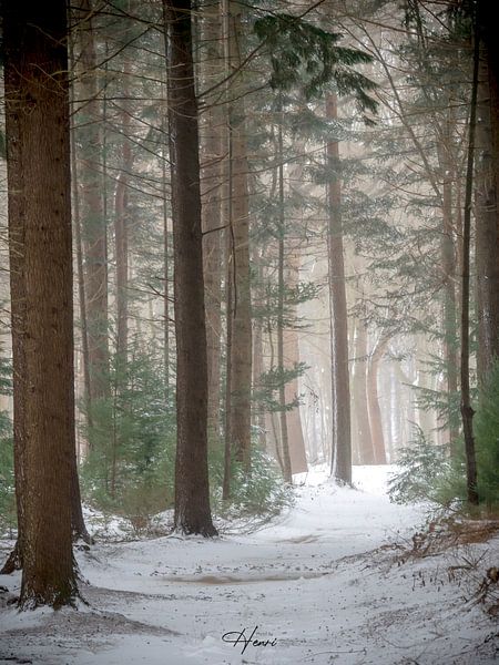 snowy forest path by Henri van Rheenen