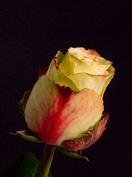 Bloesem van een enkele roos in groen en rood met kopieerruimte van Joachim Küster