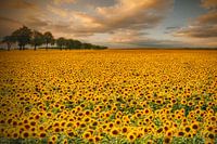 Sonnenblumen