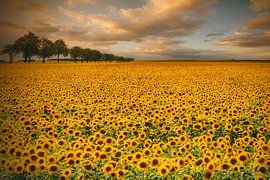 Sonnenblumen von Piotr Krol (Bax)