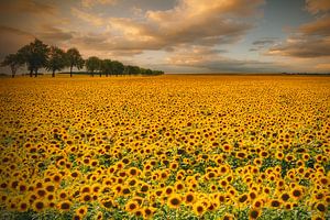 Sonnenblumen, Piotr Krol (Bax) von 1x