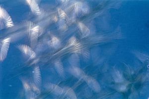 House Sparrows flying up sur AGAMI Photo Agency