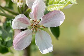Apfelblüte von Thomas Heitz