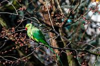 Groene halsband parkiet in een boom met bloesem in Amsterdam, Nederland