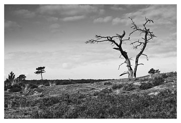 Tree in open plain black and white by Jerke Taeymans
