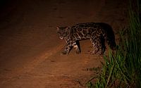An encounter with the Bornean clouded leopard by Lennart Verheuvel thumbnail