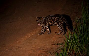 An encounter with the Bornean clouded leopard by Lennart Verheuvel